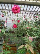 Top Thôn Trường Giang