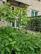 Apartamentai Grigiškes