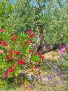 Top San Vincenzo