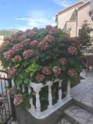 Top Budva