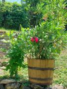 Top Szentgyörgyvár