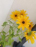 Top LʼIsle-sur-la-Sorgue