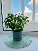 Дво і одно кімнатні апартаменти новобуд рн авторинку трц Адреналін сіті