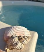 Top Locogrande Top Locogrande