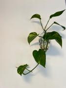 AUN1811 - Studio charmoso no 18 Andar