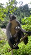 Lucky BambooBungalows-Resto and Orangutan Jungle Trekking Tours