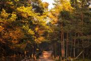 Top Ulinia