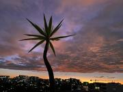 Airport Luxury Like New Top View Master Room