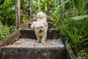 Pet friendly Close to Beach and Mount Coolum walking trail