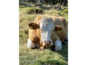 Holiday apartment Haus Frank