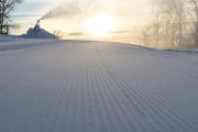 Top Wintergreen