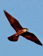 Top Port de Pollensa