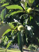 VeWö See lakeboarding terrasse balkon