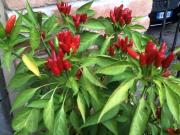 Top Sartirana Lomellina