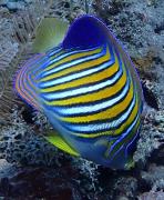 Top Amed