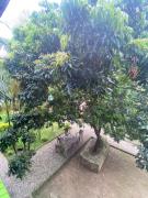 Top Sauraha