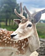 Top Zakopane Top Zakopane