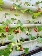 Top Paços de Gaiolo