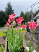 Top Wysowa-Zdrój Top Wysowa-Zdrój