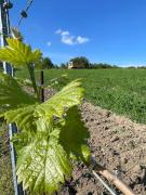 Top Velké Bílovice