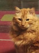 Hostal del Gato valparaiso