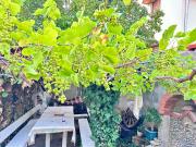 Badris Winery and House