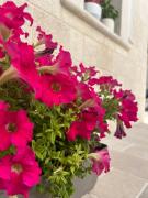 Top Savelletri di Fasano