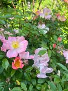 Ferienwohnungen zum Attersee