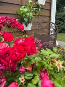 Top Neustadt am Rübenberge