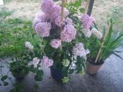 Domacinstvo Prentovic