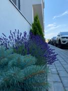 Sunrise Palais Brasov