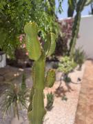 Top Ghazoua