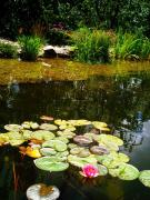 Top Rožmberk nad Vltavou