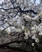 Onces Upon A Forest, Pangot,Nainital 4BR Homeyhuts