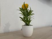 Top Las Palmas de Gran Canaria