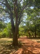 Araliya garden nature resort dambulla