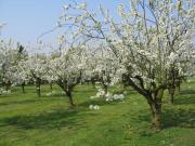 Top Hollern-Twielenfleth