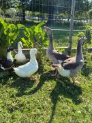 Top Dzianisz Top Dzianisz