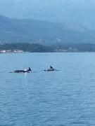 Top Tivat