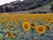 Le Cocon de Crussol, classé 3 étoiles