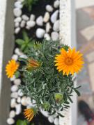 Villa Silencia 200 m do mora jacuzzi besplatni parking idealno za obitelj