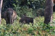 Top Wayanad