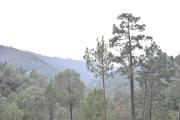 Top Dharampur