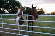 Dog-Friendly Texas Ranch with Patio, Horses On-Site