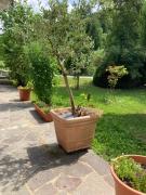 Top Gräfendhron Top Gräfendhron