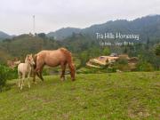 Top Bac Ha
