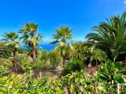 Top Icod de los Vinos