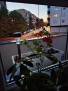 Top Smederevska Palanka