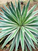 Poongs Garden Mộc Châu