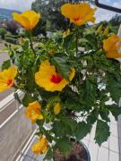 Top Waldshut-Tiengen